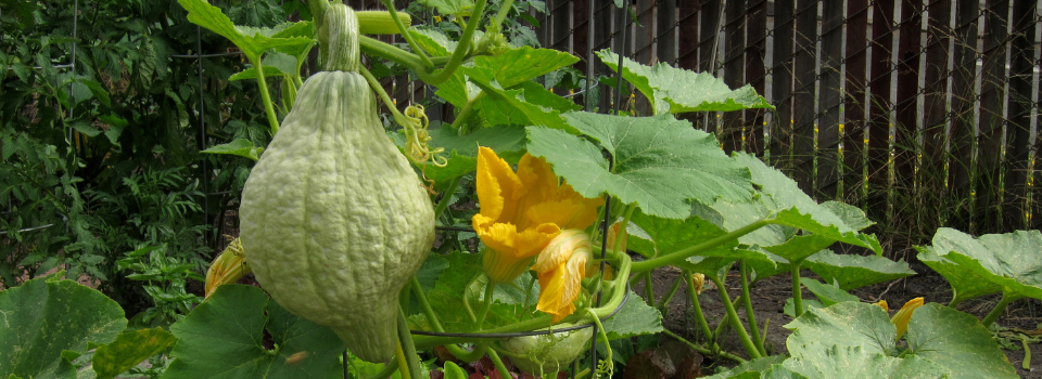 winter squash