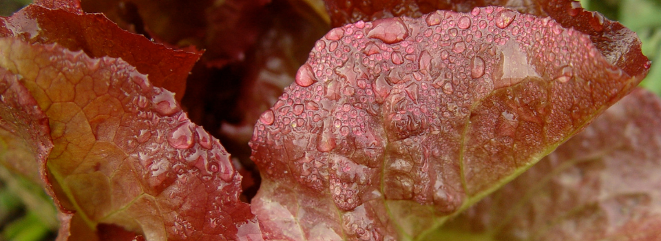 red lettuce