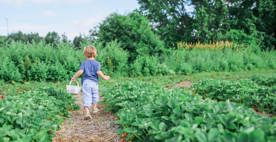 picking strawberries